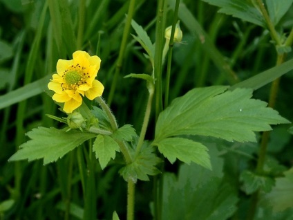 Gravilat - plantat și uitat, consultanță floristică