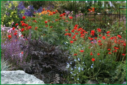 Gravilat plantare și îngrijire, fotografie, varietate de reproducere, creștere în aer liber și combinație în