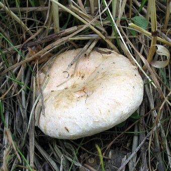 Ciupercă belaya fotografie și descrierea de pistrui alb și o varietate de ciuperci bryanka - ciuperca