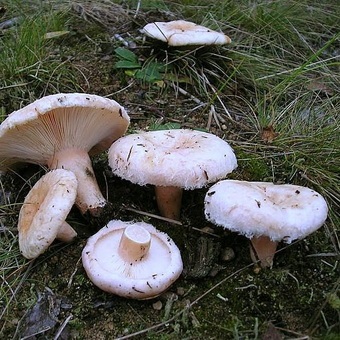 Ciupercă belaya fotografie și descrierea de pistrui alb și o varietate de ciuperci bryanka - ciuperca