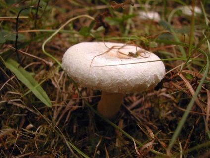Descrierea ciupercii de ciuperci, fotografie, gătit, date și locuri de colectare, video