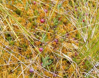 Ciuperci și fructe de padure în pădure în toamnă