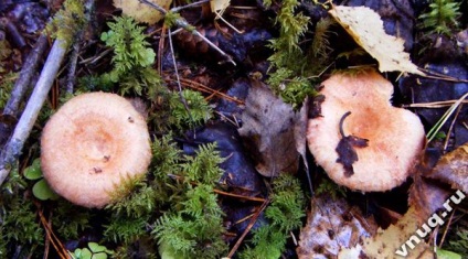 Ciuperci și fructe de padure în pădure în toamnă