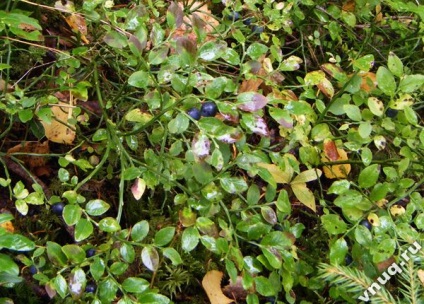 Ciuperci și fructe de padure în pădure în toamnă