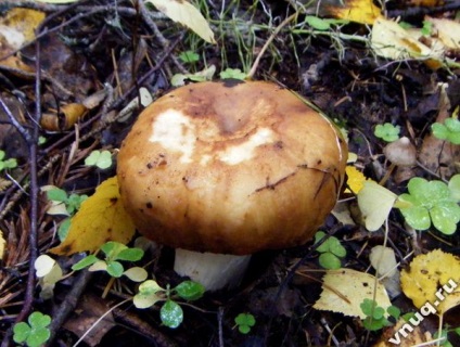 Ciuperci și fructe de padure în pădure în toamnă