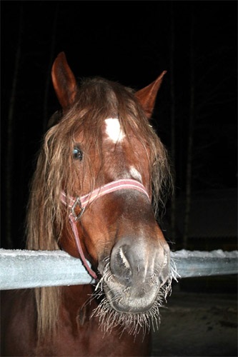 Gripa a cailor - infestarea febrei a organelor respiratorii agentul cauzator al raspandirii gripei cailor
