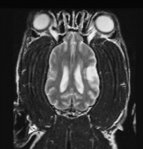 Accident vascular cerebral la pisici - simptome, diagnostic, tratament - o rețea de centre veterinare - fagure de miere