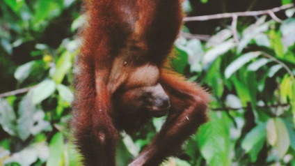 Érdekes tények az orangutánok