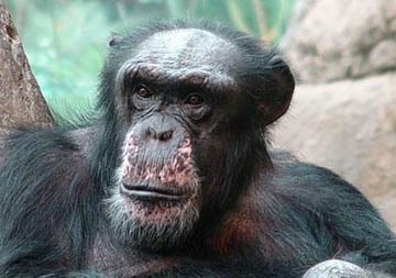 Fapte interesante despre maimuțe care vă vor surprinde