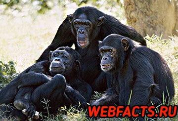 Fapte interesante despre maimuțe care vă vor surprinde