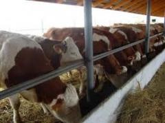 Artificial inseminarea de vaci în parcurile personale subsidiare ale cetățenilor, portalul de informații