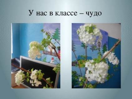 Proiect de cercetare pe tema care se culcă în timpul orelor de lucru pentru rinichi, prezentări