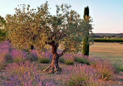 Istoria stilului Provence