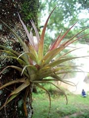 Flower History bromelia