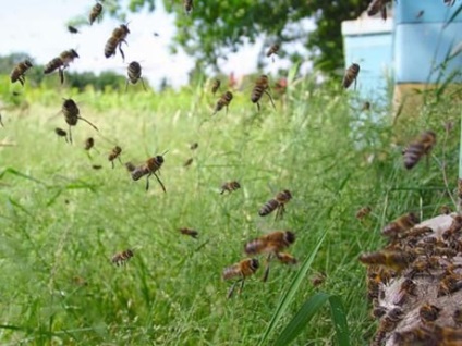 Cum să facem față îngrijirii de albine pentru albine - articole - paradis albinelor