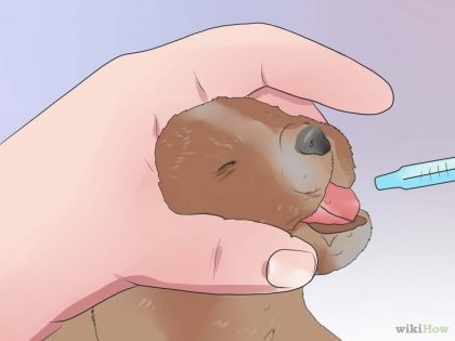 Cum să hrăniți un catel cu o sondă