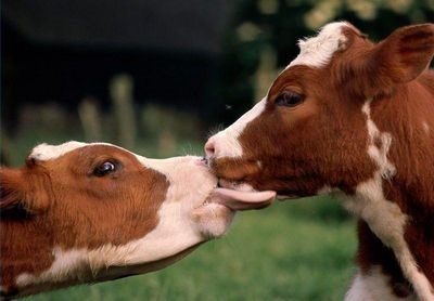 Cum să tratați tusea la vaci
