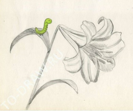 Hogyan kell felhívni a ceruzát liliom növények szakaszokban