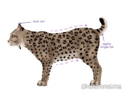 Cum să înveți să desenezi o pisică, instruire pas cu pas
