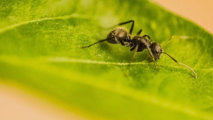 Cum să identificați și să controlați afidele și furnicile de pe plante