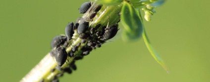 Cum să identificați și să controlați afidele și furnicile pe plante