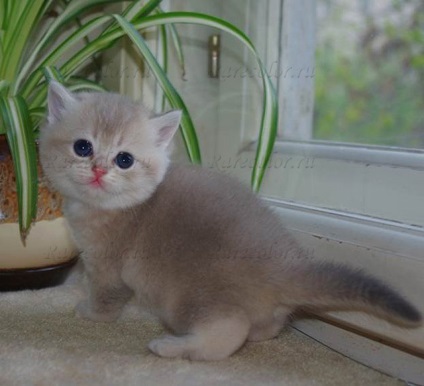 Cum să dezactivați pisica britanică pentru a fura mâncarea - canisa de pisici britanice de culori rare - culoare rară