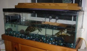 Ce ar trebui să fie un acvariu pentru o țestoasă, animale de companie