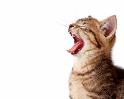 Hogyan tisztítható macska fogait otthon - Szeretem a macskák