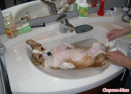 Cum să vă spălați în mod corespunzător câinele de câine este, de asemenea, copiii noștri - țara mamei