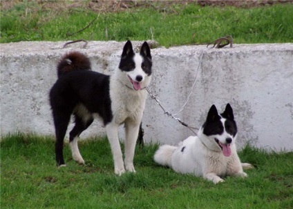 Cum de a alege un bun catelus ca husky