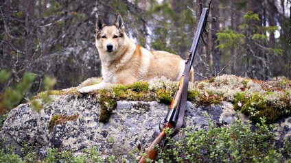 Cum de a alege un bun catelus ca husky