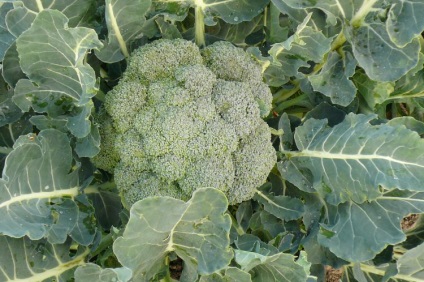 Cum să crească broccoli în țară - topkin, 2017