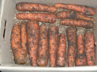 Cum se păstrează cartofii în timpul iernii în pivniță (subsol)