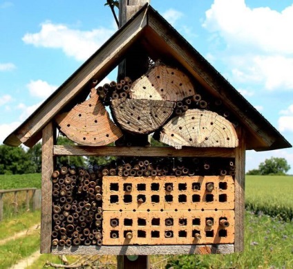 Cum să atrageți insecte utile în grădina dvs.