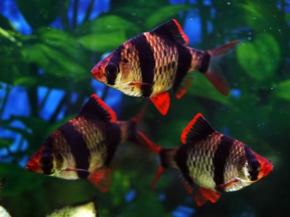 Cum de a multiplica barbusi - pește pentru un acvariu