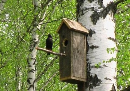 Cum să faci un cuib artificial cu propriile mâini, propriile mâini (gospodărie)