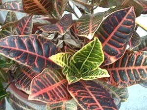Cum de a salva Croton (un blog despre plantele selyanochka)