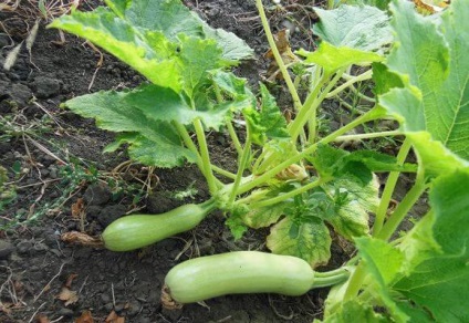 Cum poate zucchini tăia frunzele și dacă este necesar, video și fotografii