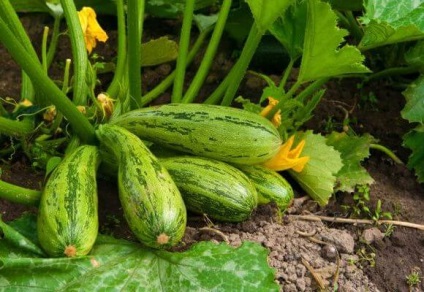 Cum poate zucchini tăia frunzele și dacă este necesar, video și fotografii