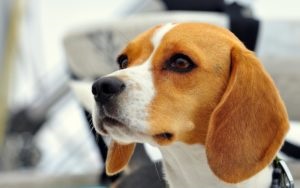 Cum să ai grijă de un beagle