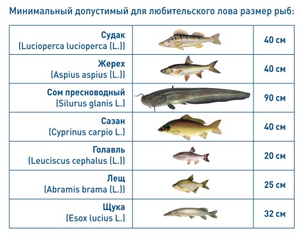 Cum să aflăm câți ani de pescăruși - cum să aflați cât de mulți ani un stiuc pe scări