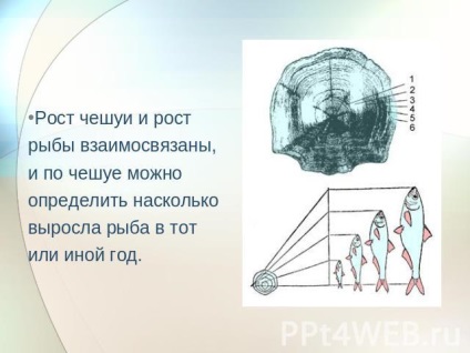 Cum să aflăm câți ani de pescăruși - cum să aflați cât de mulți ani un stiuc pe scări