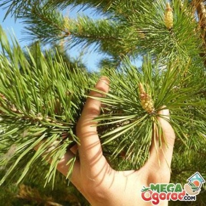 Cum să cresc pinul dintr-o pregătire de ramură și înrădăcinare - viața mea