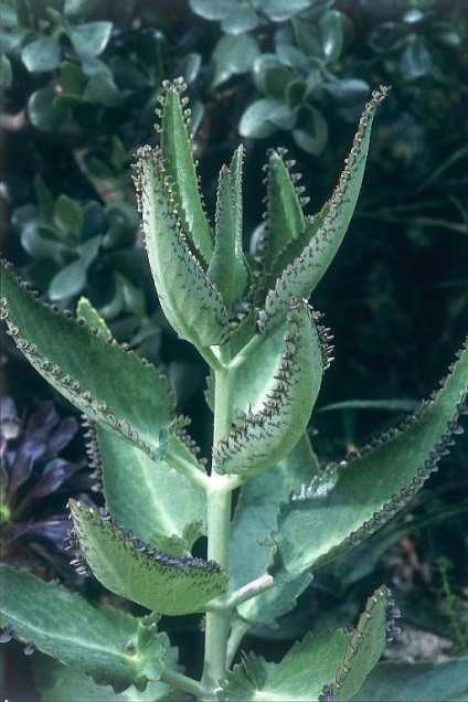 Kalanchoe - élő fa