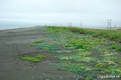 Kamchatka Petropavlovsk-Kamchatka, Marea Okhotsk și rezultatele călătoriei, care călătoresc singuri cu un vis