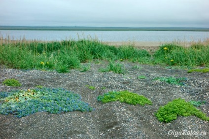 Kamchatka Petropavlovsk-Kamchatka, Marea Okhotsk și rezultatele călătoriei, care călătoresc singuri cu un vis