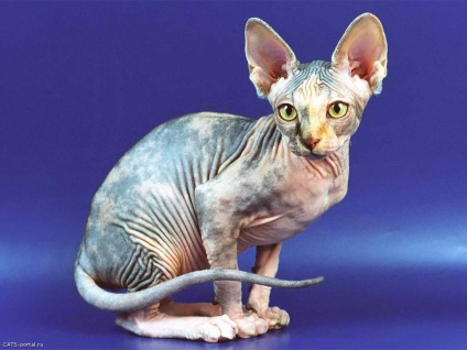 Sphynx canadian - Animale de companie