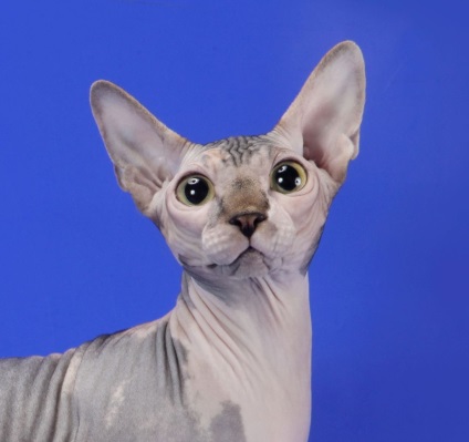 Sphynx canadian - Animale de companie