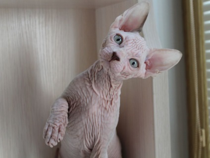 Sphynx canadian - Animale de companie