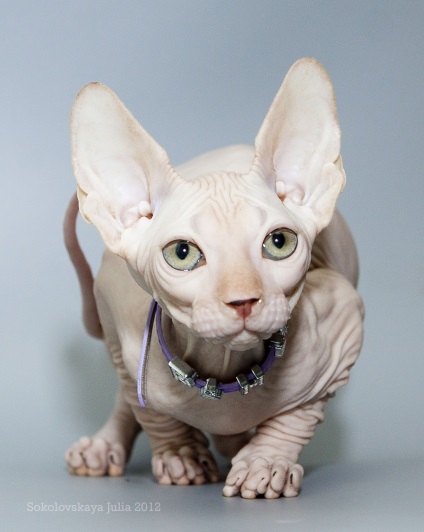 Sphynx canadian - Animale de companie